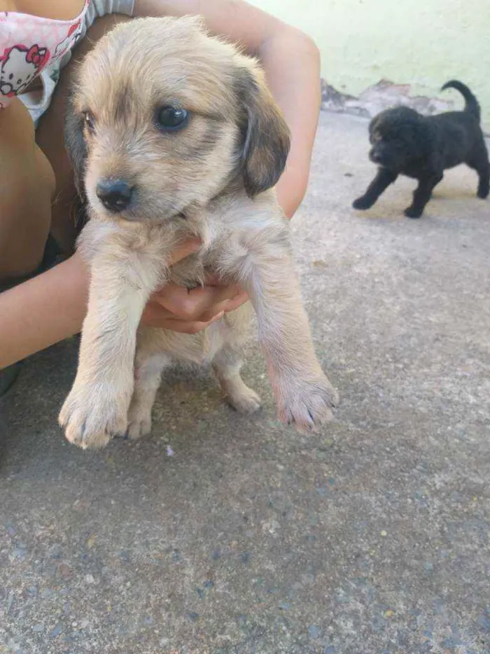 Cachorro ra a Sem raça  idade Abaixo de 2 meses nome Não tem ainda 