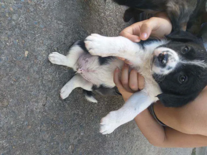 Cachorro ra a Sem raça  idade Abaixo de 2 meses nome Não tem ainda 