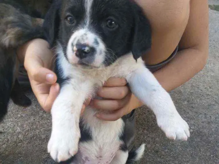 Cachorro ra a Sem raça  idade Abaixo de 2 meses nome Não tem ainda 