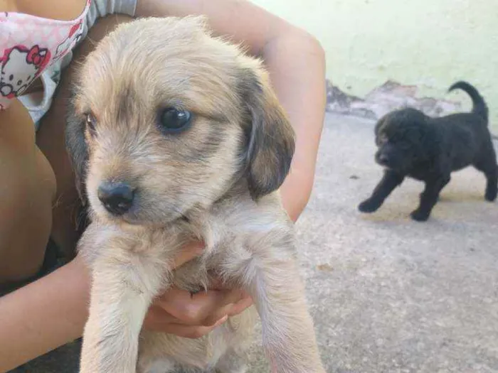 Cachorro ra a Sem raça  idade Abaixo de 2 meses nome Não tem ainda 