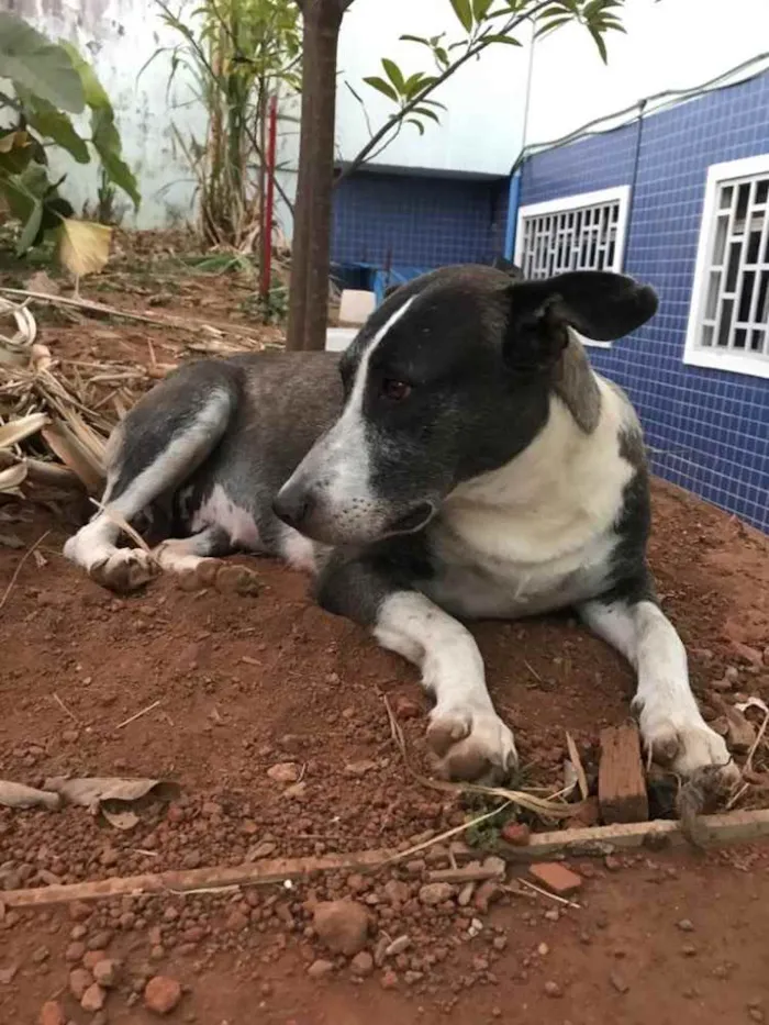 Cachorro ra a Sem Raça Definida idade 6 ou mais anos nome Matusa