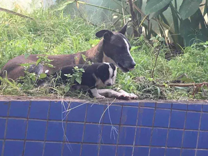 Cachorro ra a Sem Raça Definida idade 6 ou mais anos nome Matusa