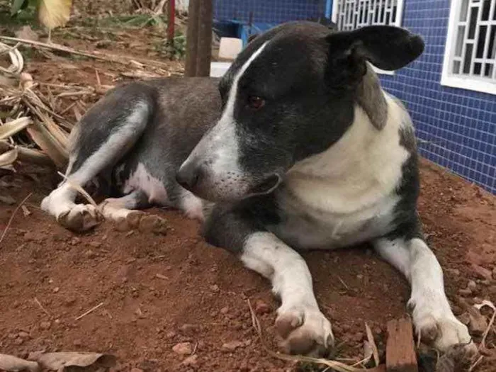 Cachorro ra a Sem Raça Definida idade 6 ou mais anos nome Matusa