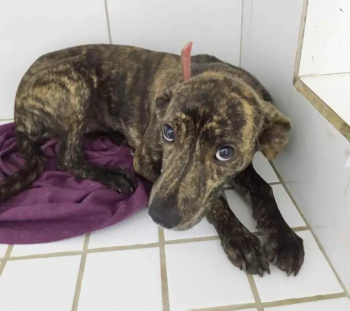 Cachorro ra a SRD idade 7 a 11 meses nome Amanda 