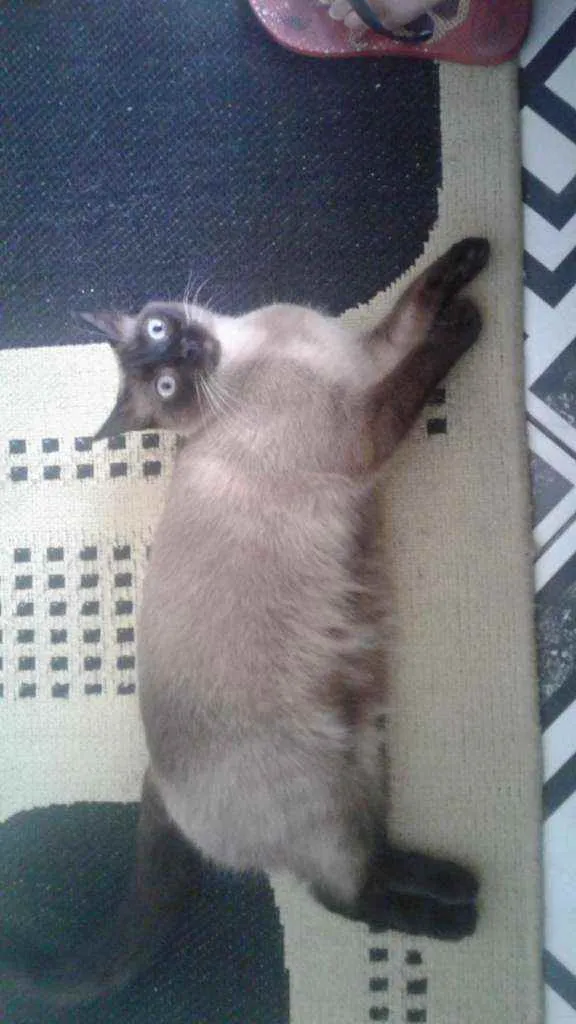Gato ra a SRD idade 2 anos nome railey