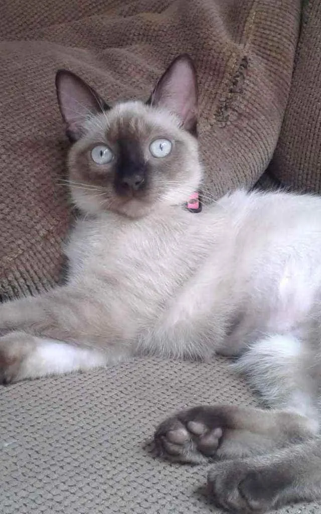 Gato ra a SRD idade 2 anos nome railey