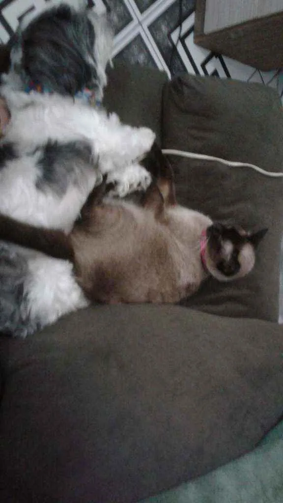 Gato ra a SRD idade 2 anos nome railey