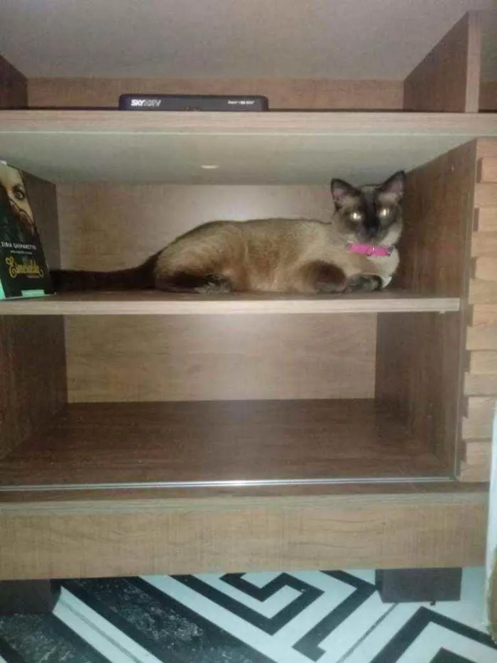 Gato ra a SRD idade 2 anos nome railey