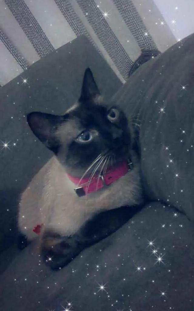 Gato ra a SRD idade 2 anos nome railey