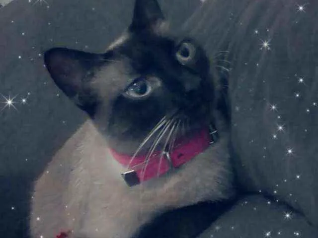 Gato ra a SRD idade 2 anos nome railey