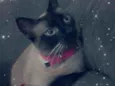 railey