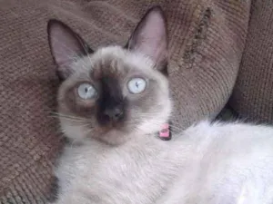 Gato raça SRD idade 2 anos nome railey