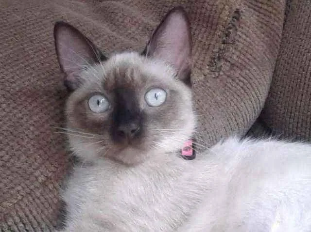 Gato ra a SRD idade 2 anos nome railey