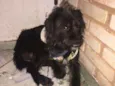 Bella 