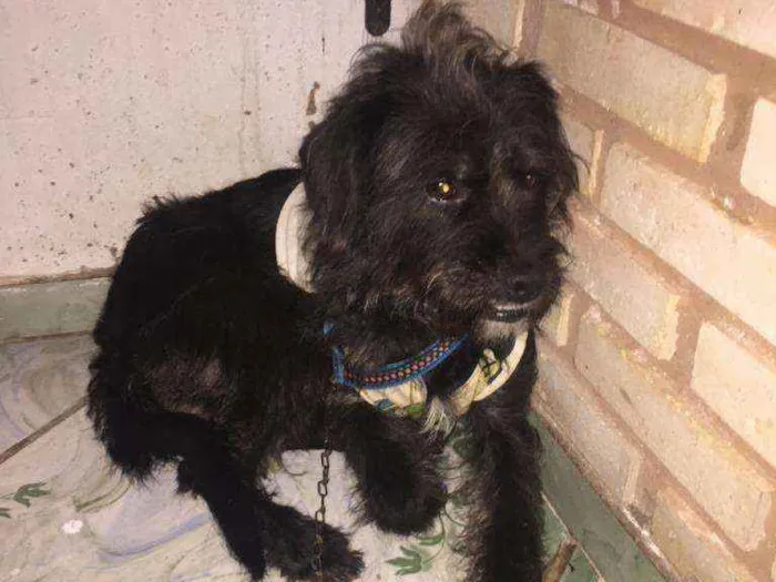 Cachorro ra a SRD idade 1 ano nome Bella 