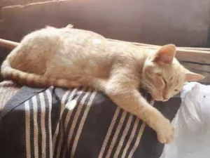 Gato raça SRD idade 7 a 11 meses nome Simon 