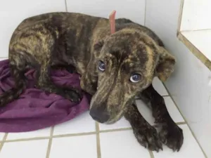 Cachorro raça SRD idade 7 a 11 meses nome Amanda 