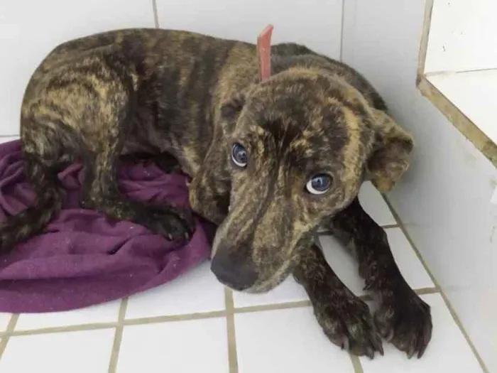 Cachorro ra a SRD idade 7 a 11 meses nome Amanda 