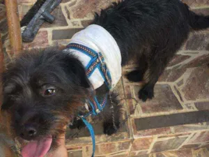 Cachorro raça SRD idade 1 ano nome Bella 