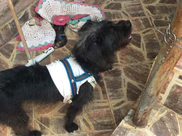 Cachorro ra a SRD idade 1 ano nome Bella 