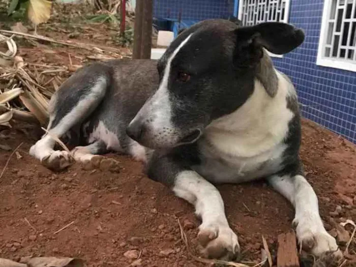 Cachorro ra a Sem Raça Definida idade 6 ou mais anos nome Matusa