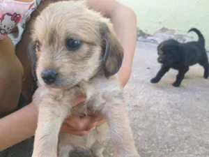 Cachorro raça Sem raça  idade Abaixo de 2 meses nome Não tem ainda 