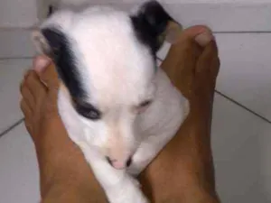 Cachorro raça Vira lata idade Abaixo de 2 meses nome Não tem 