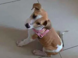 Cachorro raça SRD idade 2 a 6 meses nome Sem Nome