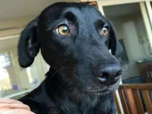 Cachorro raça SRD idade 1 ano nome VICKY