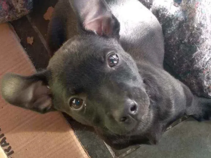 Cachorro ra a  idade 2 a 6 meses nome Nick 