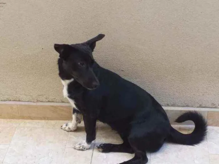 Cachorro ra a SRD idade 7 a 11 meses nome Lola