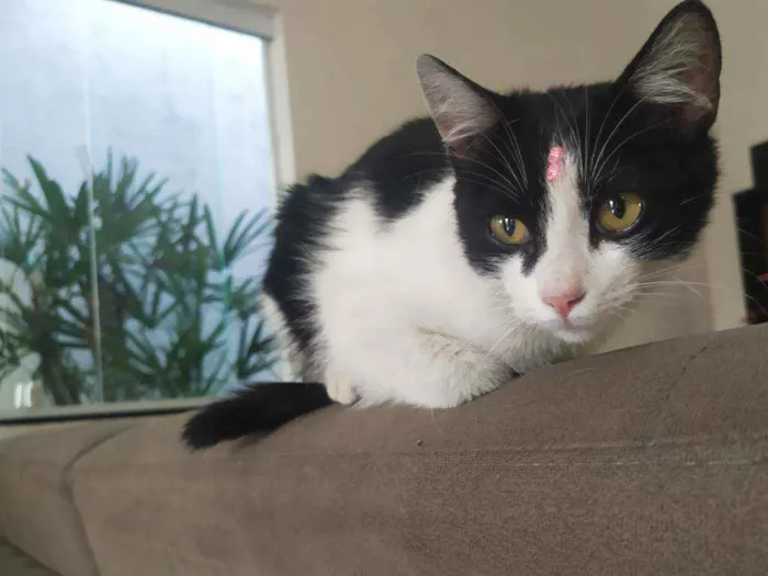 Gato ra a Srd idade 2 a 6 meses nome Fani