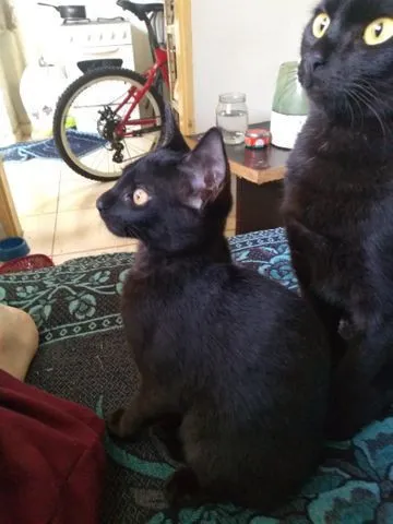 Gato raça Pelo curto brasileiro idade 2 a 6 meses nome Ofélia, Nino, Escoba