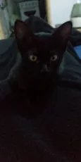 Ofélia, Nino, Escoba