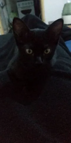 Gato raça Pelo curto brasileiro idade 2 a 6 meses nome Ofélia, Nino, Escoba