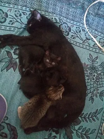 Gato raça Pelo curto brasileiro idade 2 a 6 meses nome Ofélia, Nino, Escoba