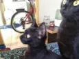 Ofélia, Nino, Escoba