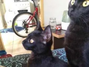 Gato raça Pelo curto brasileiro idade 2 a 6 meses nome Ofélia, Nino, Escoba