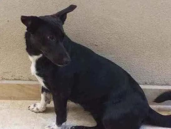Cachorro ra a SRD idade 7 a 11 meses nome Lola