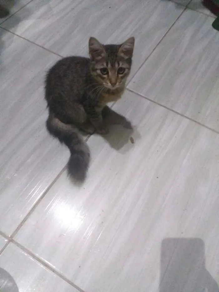 Gato ra a Nao  idade 2 a 6 meses nome N2