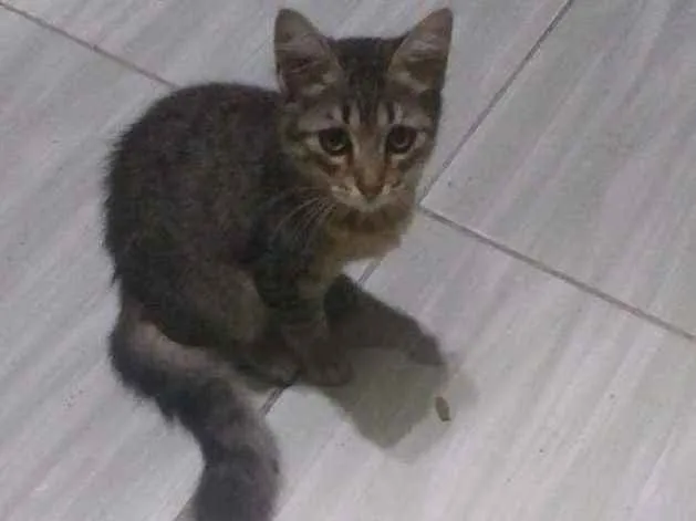 Gato ra a Nao  idade 2 a 6 meses nome N2