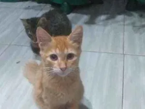 Gato raça Nao  idade 2 a 6 meses nome N1