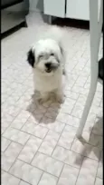 Belinha