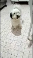 Belinha
