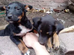 Cachorro raça Indefinido idade 2 a 6 meses nome Sem nome