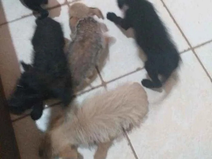 Cachorro ra a Vira lata idade 2 a 6 meses nome Indefinido