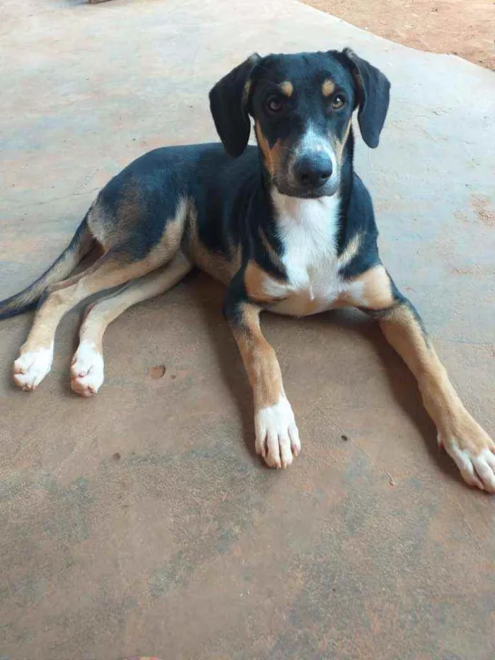 Cachorro ra a Não indentificado idade 2 anos nome Mallu