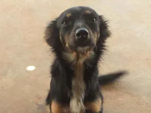 Cachorro raça Não indentificado idade 2 anos nome Mallu