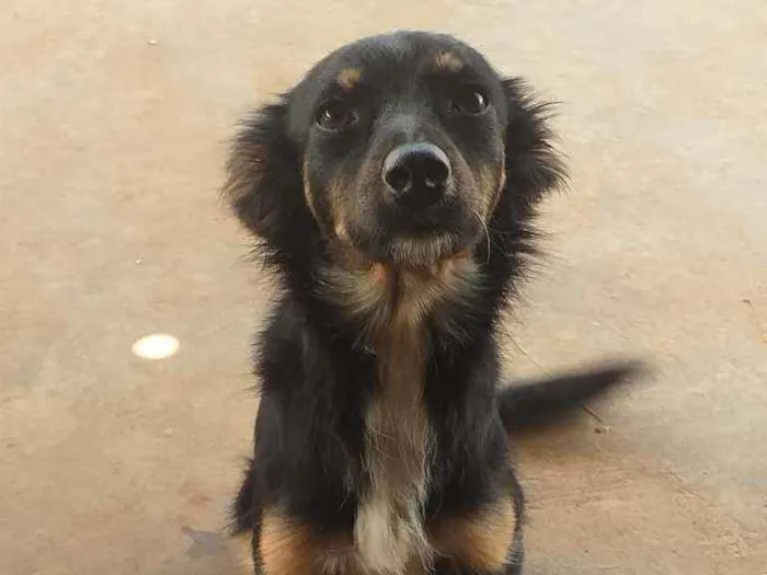 Cachorro ra a Não indentificado idade 2 anos nome Mallu