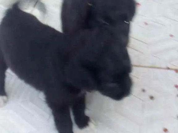 Cachorro ra a Vira-lata idade Abaixo de 2 meses nome Nao tem ainda